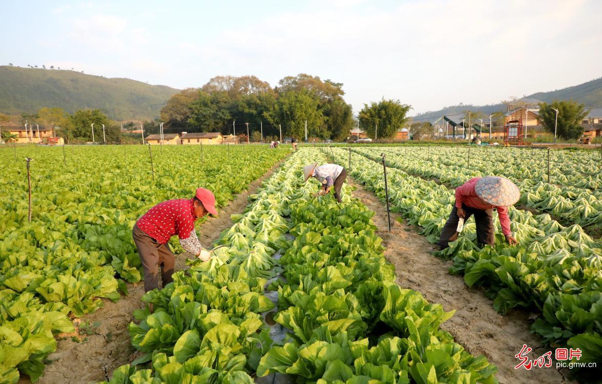 江西全南:蔬菜基地促家门口就业增收