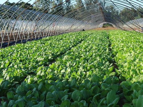 农民种植这种蔬菜,投入成本300元,生长30天,3亩收入18000元
