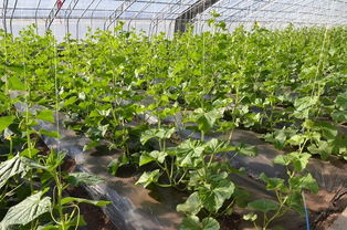 调研蔬菜种植大棚 推动蔬菜产业发展